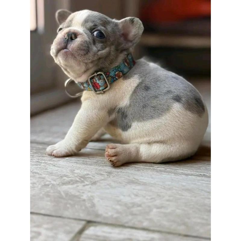Cachorros bulldog francés - 16