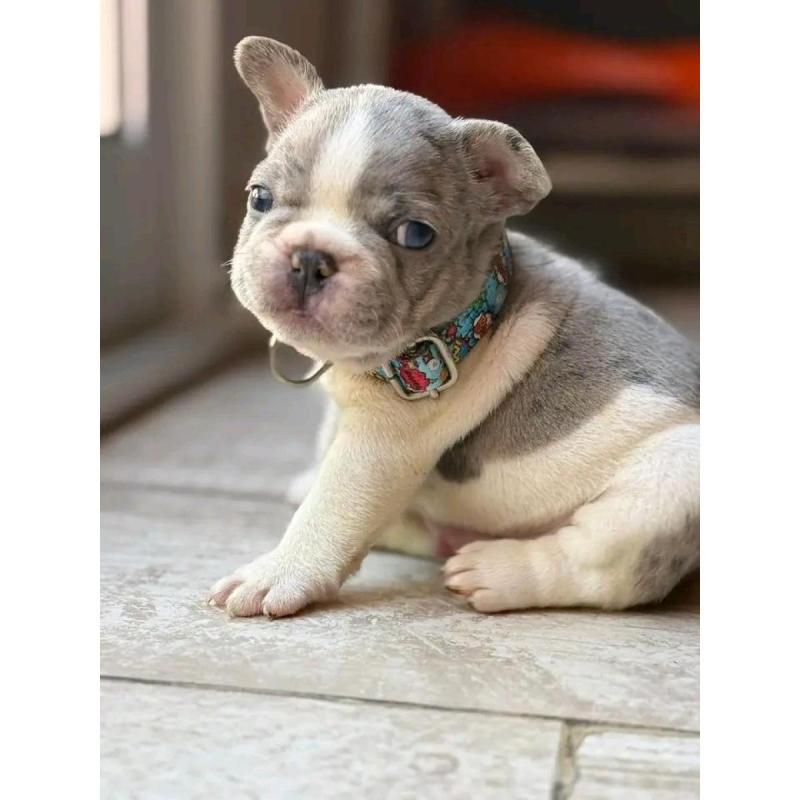 Cachorros bulldog francés - 17