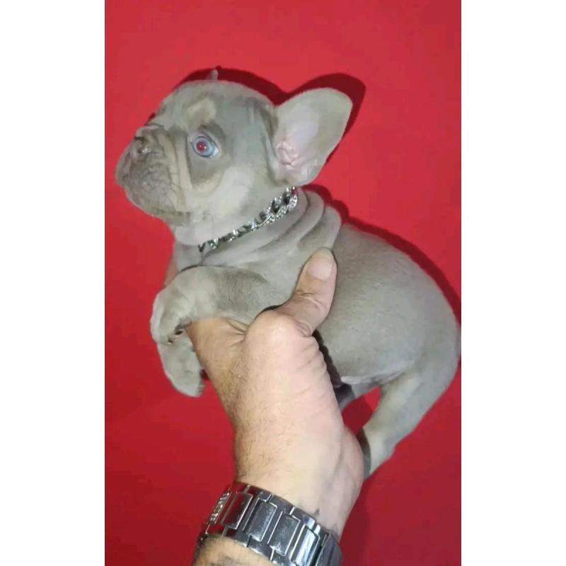 Cachorros bulldog francés - 20