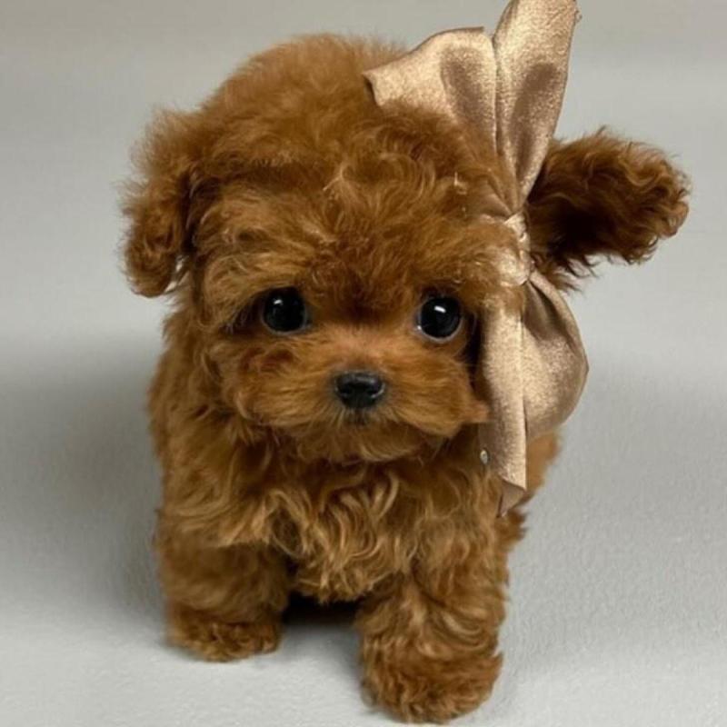 Cachorros caniches microtoy mini toy