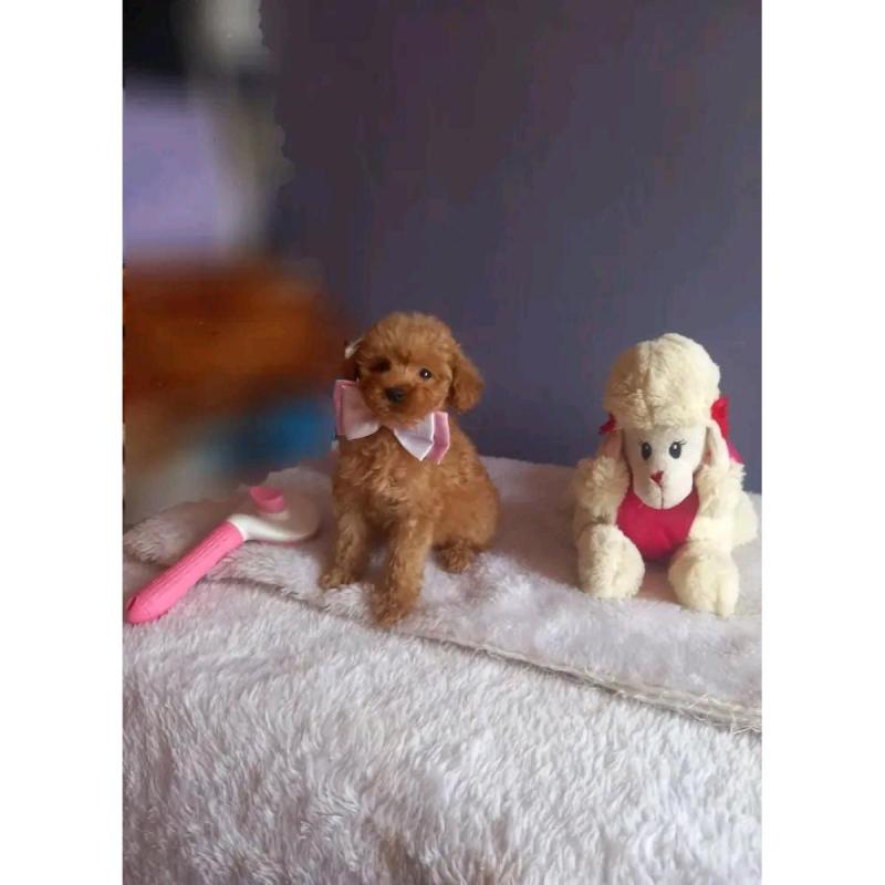 Cachorros caniches microtoy mini toy - 3