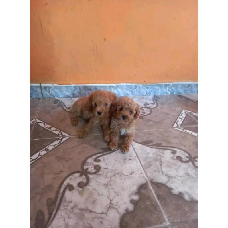Cachorros caniches microtoy mini toy - 8