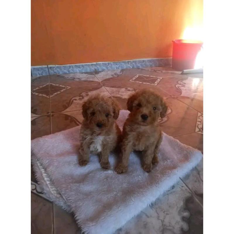 Cachorros caniches microtoy mini toy - 9