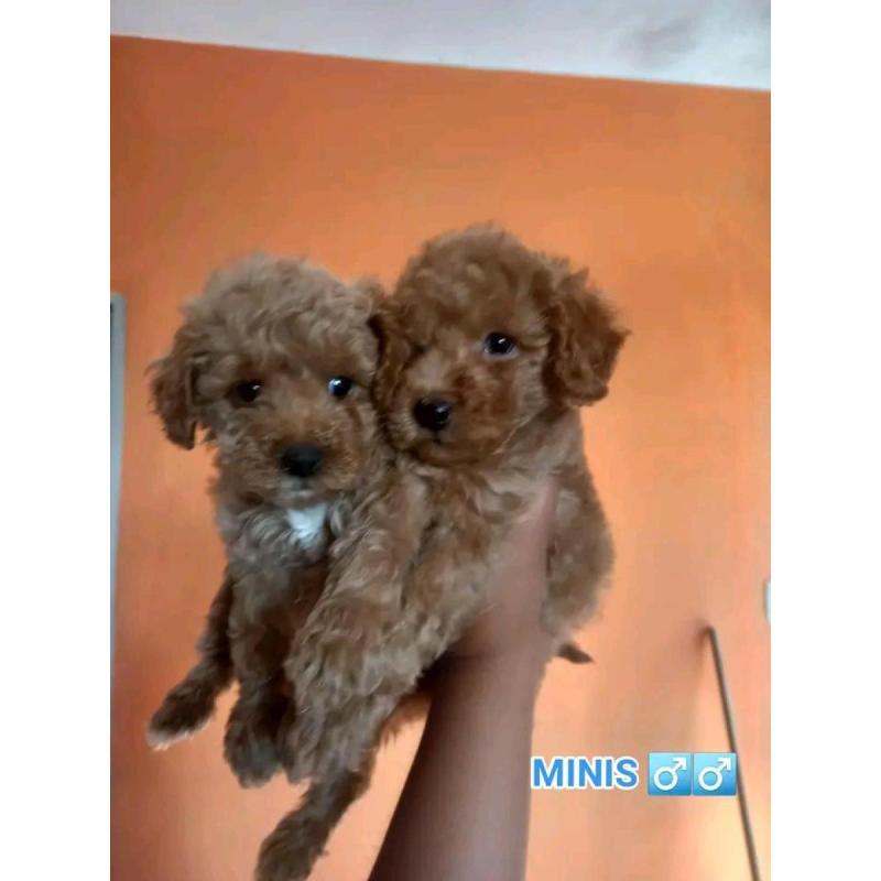 Cachorros caniches microtoy mini toy - 10