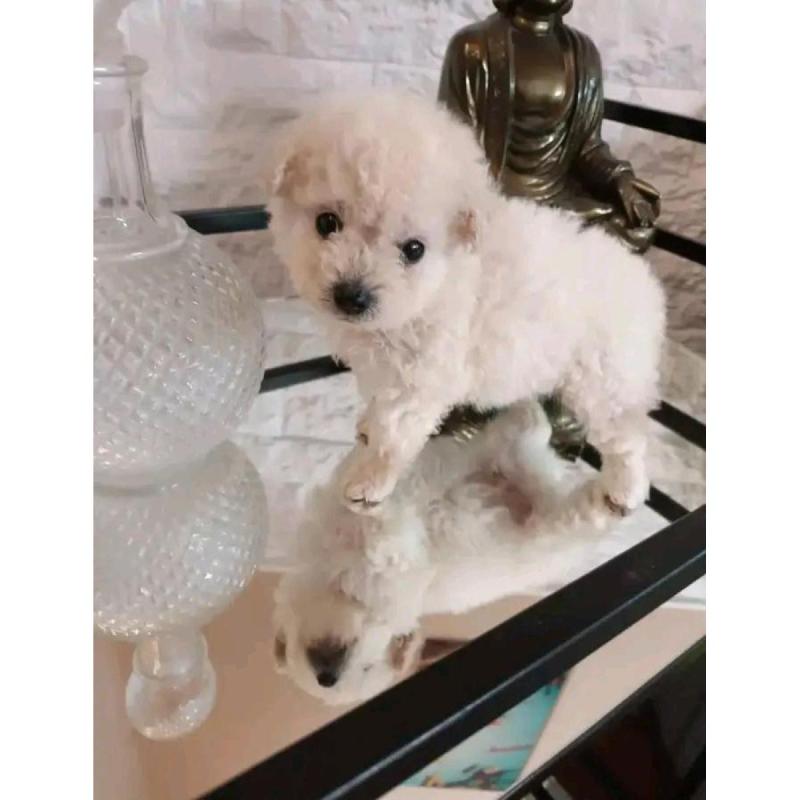 Cachorros caniches microtoy mini toy - 11