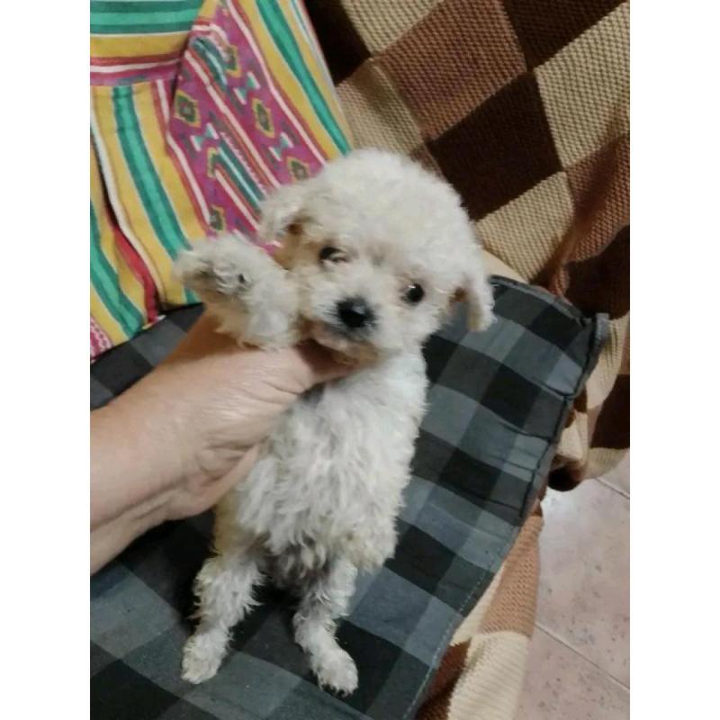 Cachorros caniches microtoy mini toy - 12