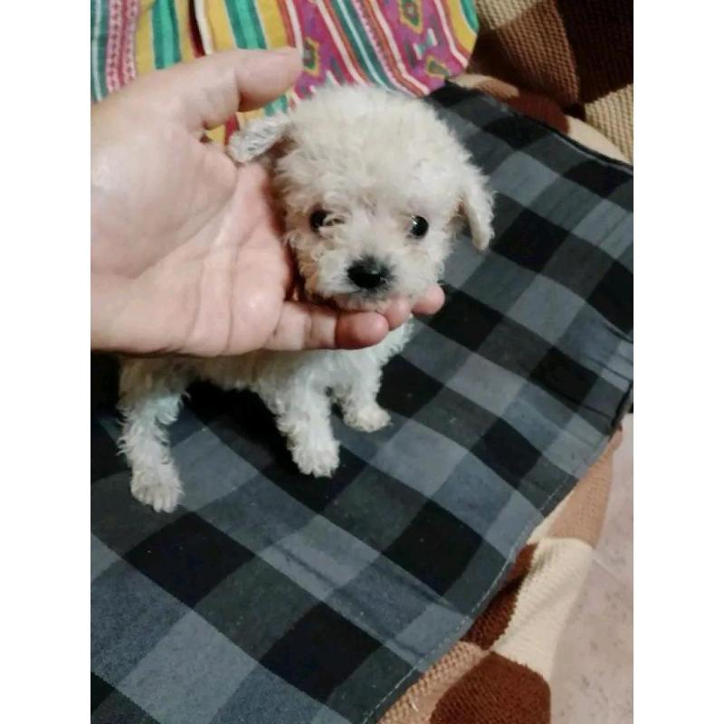 Cachorros caniches microtoy mini toy - 13