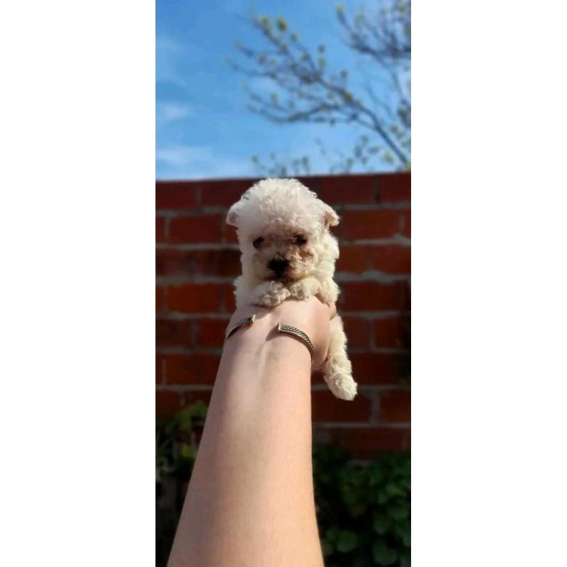 Cachorros caniches microtoy mini toy - 16
