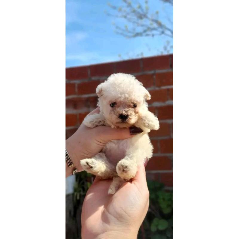 Cachorros caniches microtoy mini toy - 17
