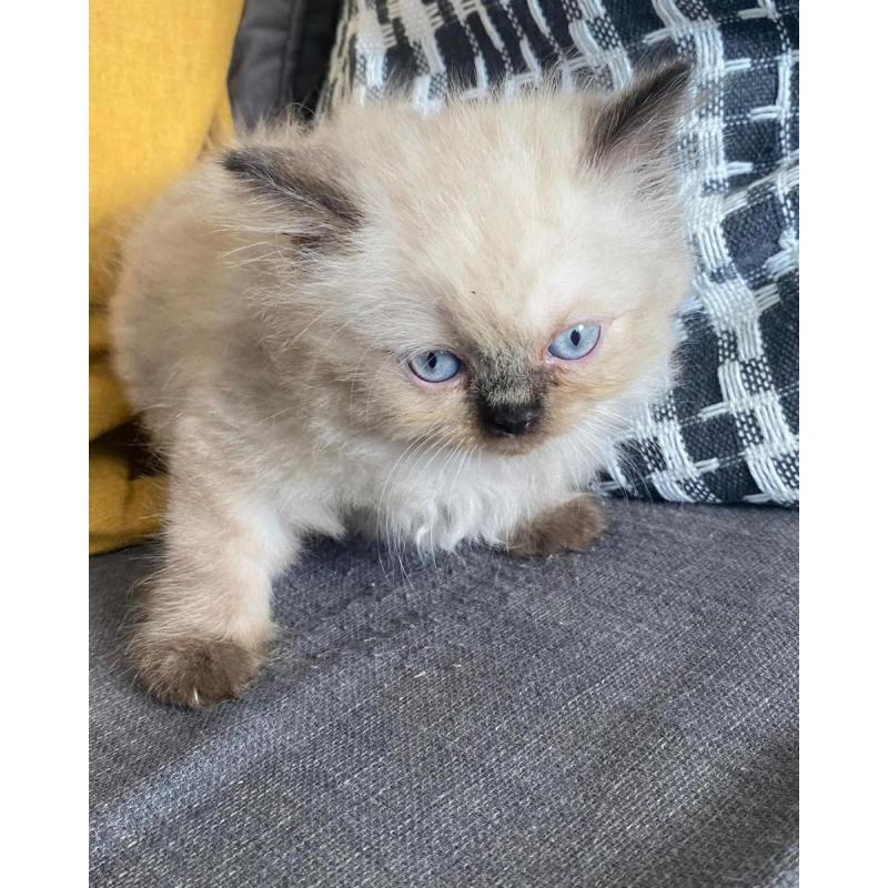 Gatitos bebés persa