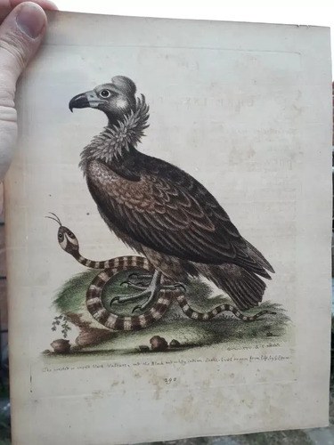 Grabado Color Mano. Buitre Negro Edward 1700 Consultar Stock - 3