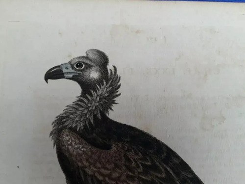 Grabado Color Mano. Buitre Negro Edward 1700 Consultar Stock - 5