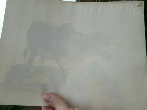 Grabado Color Mano. Búfalo Indio Edward 1700 Consultar Stock - 2
