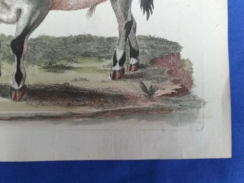 Grabado Color Mano. Búfalo Indio Edward 1700 Consultar Stock - 4