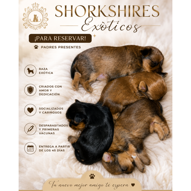 Shorkshire mini