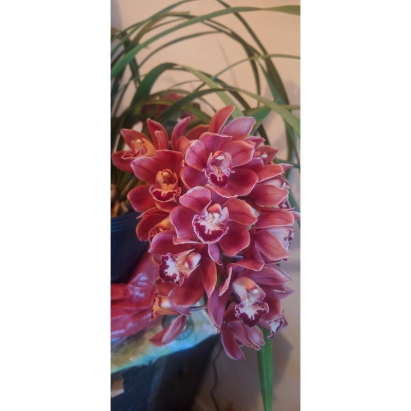 Orquidea Cymbidium con 3 varas florales