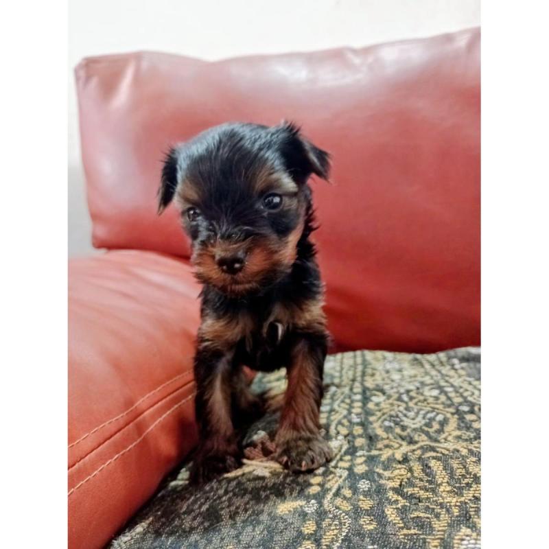 Yorkshire Terrier