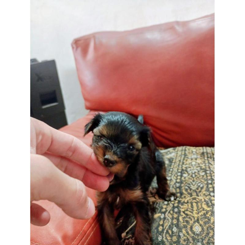 Yorkshire Terrier - 2