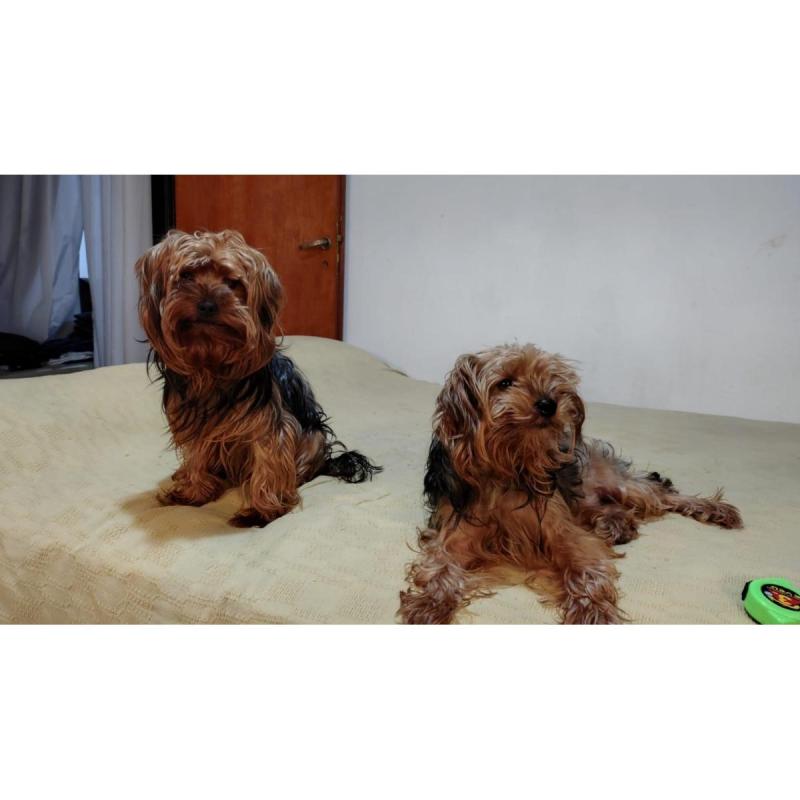 Yorkshire Terrier - 3