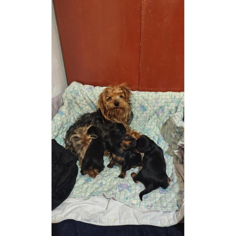 Yorkshire Terrier - 4