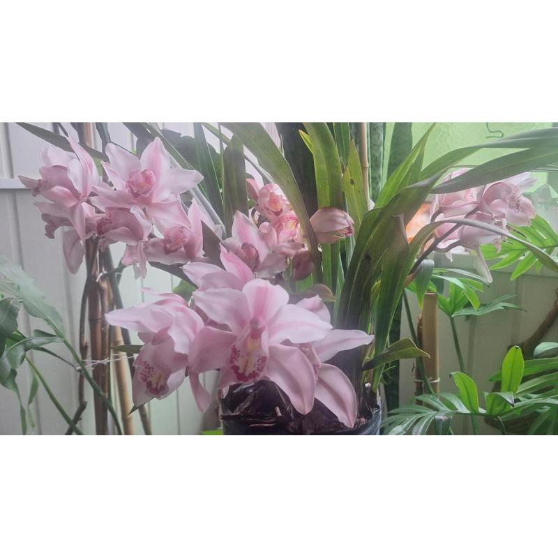 Orquidea Cymbidium con 5 Varas Florales color Rosado
