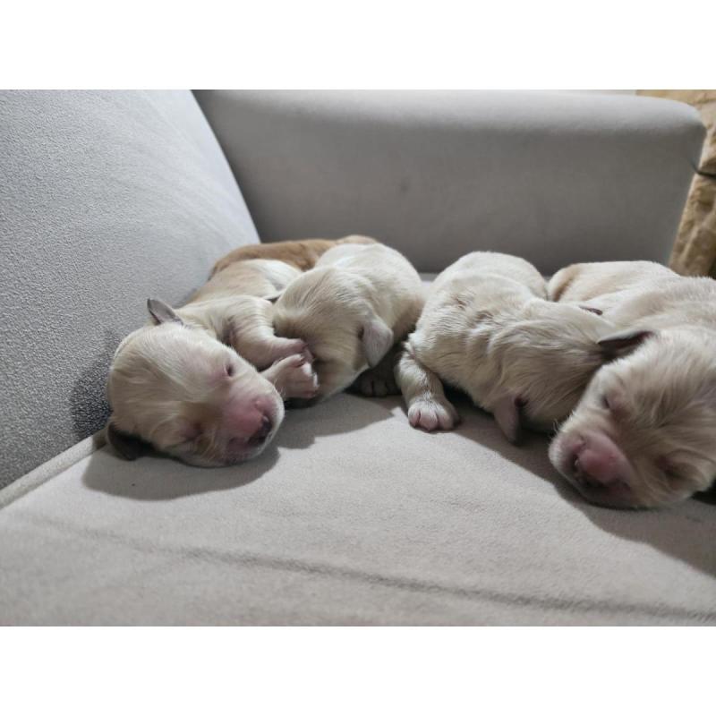 cachorros golden retriever