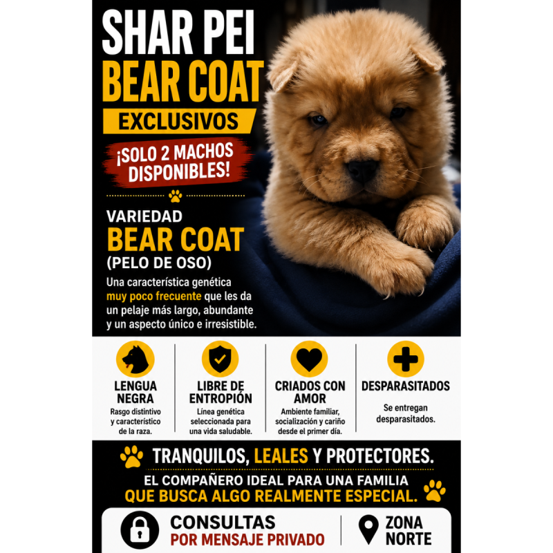 Sharpei Chino Puro - con Pelo de Oso