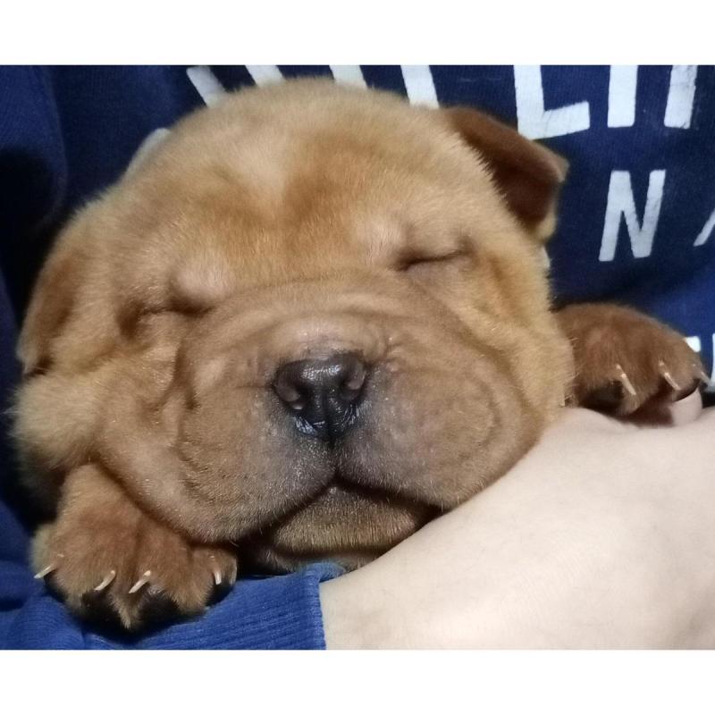 Sharpei Chinos Puros