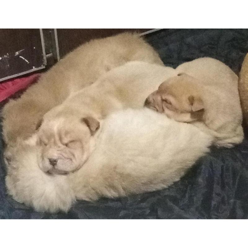 Sharpei Chinos Puros - 3