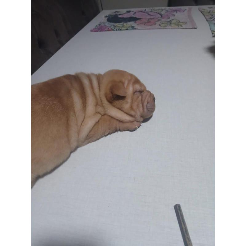 Sharpei Chinos Puros - 4