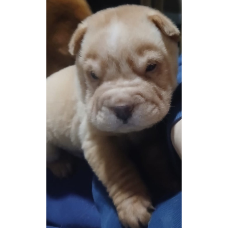 Sharpei Chinos Puros - 7