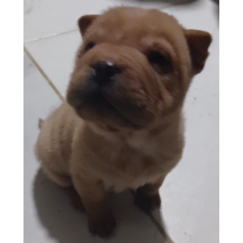 Sharpei Chinos Puros - 8