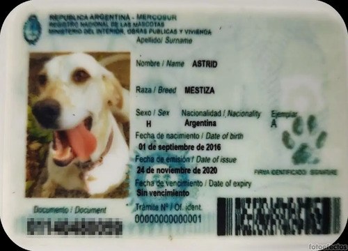Dni Cédula Credencial Tarjeta Para Mascotas Perros Gatos Blanco