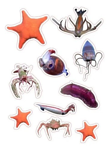 Sticker Estrella De Mar Conicet Streming Fondo Del Mar Mdq