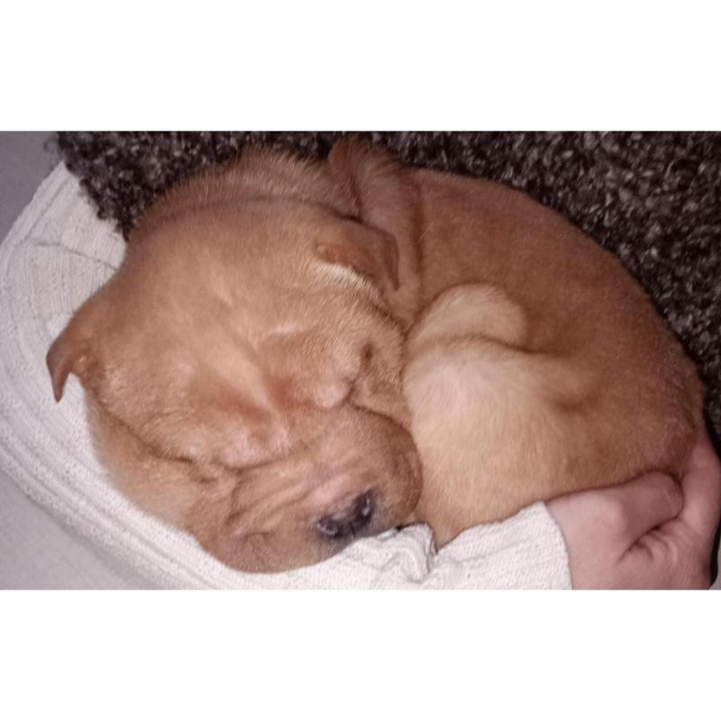 Sharpei Chinos Puros - 9