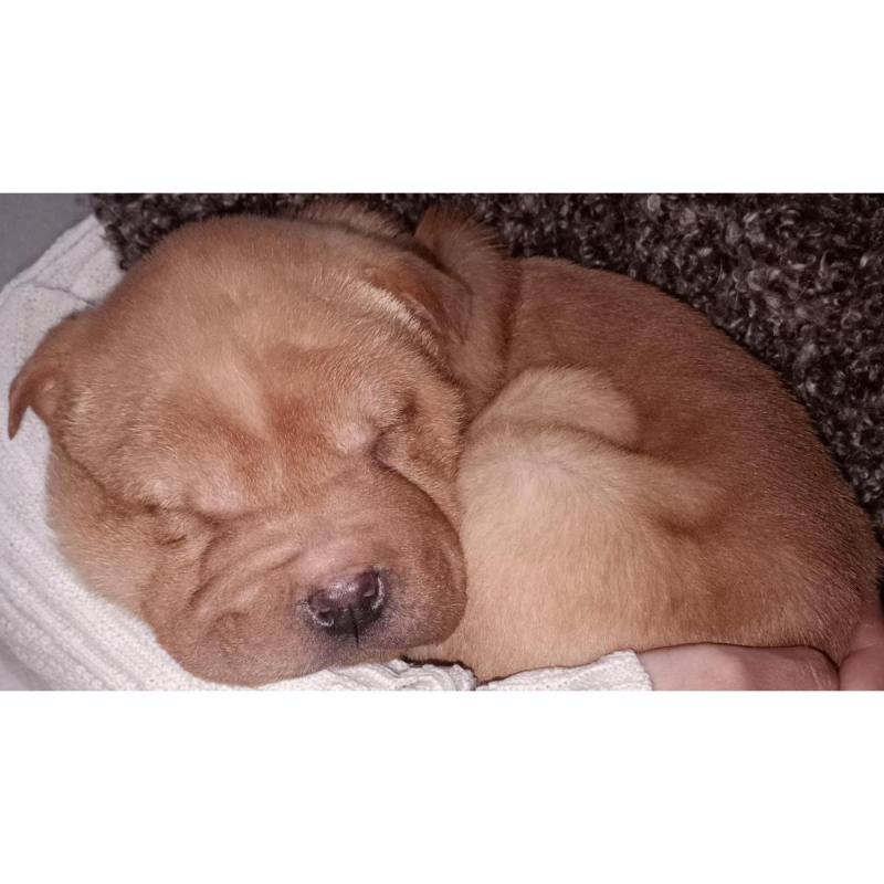 Sharpei Chinos Puros - 10