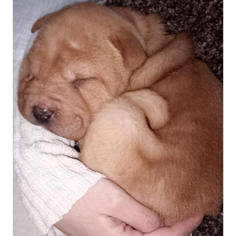 Sharpei Chinos Puros - 11