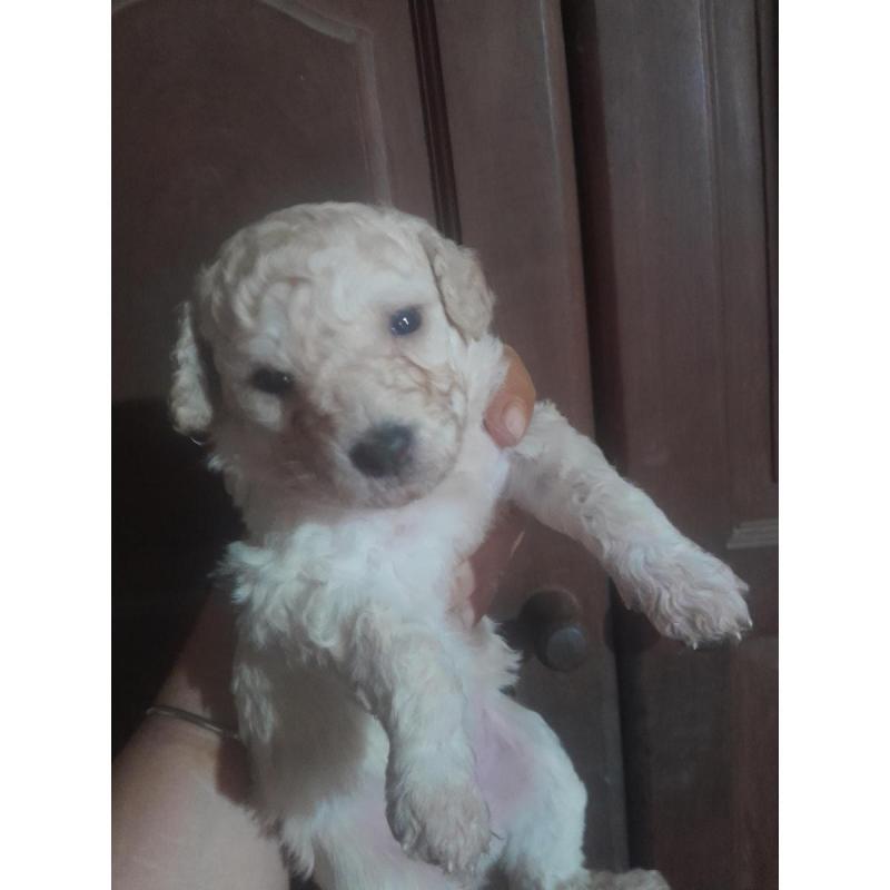 Caniches