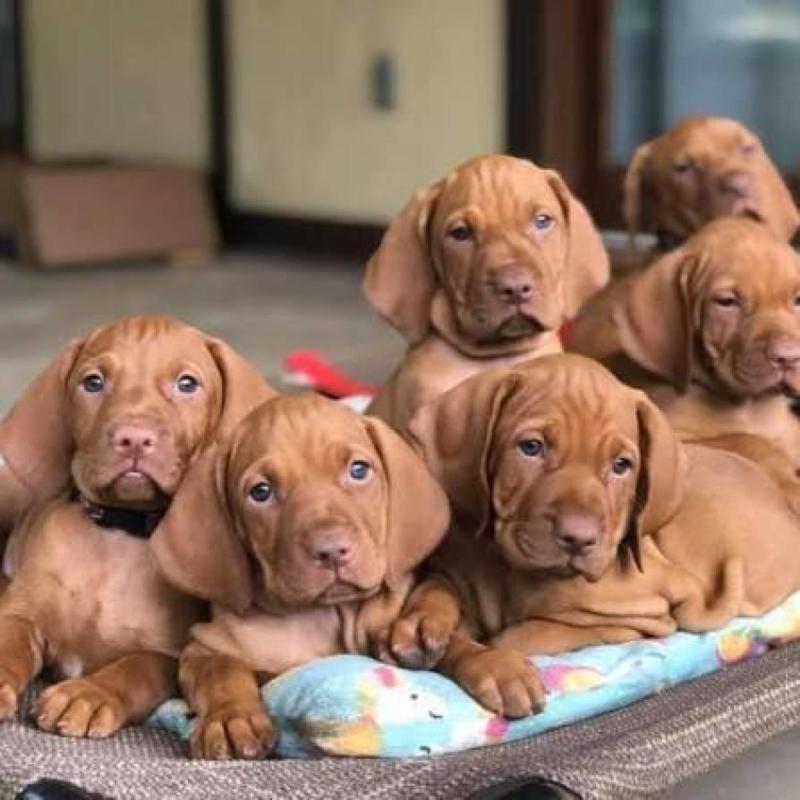Vizslas de la Patagonia