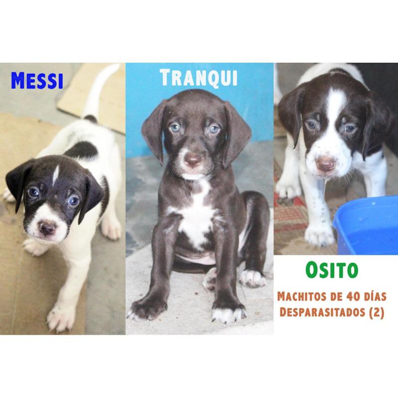 Cachorros BRETACOS / Simil Brac Dupuy / Madre: Braco Chocolate Padre: Breton Spaniels