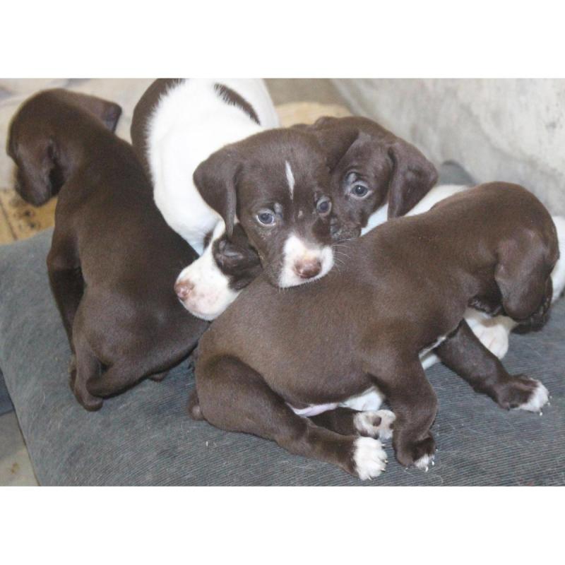 Cachorros BRETACOS / Simil Brac Dupuy / Madre: Braco Chocolate Padre: Breton Spaniels