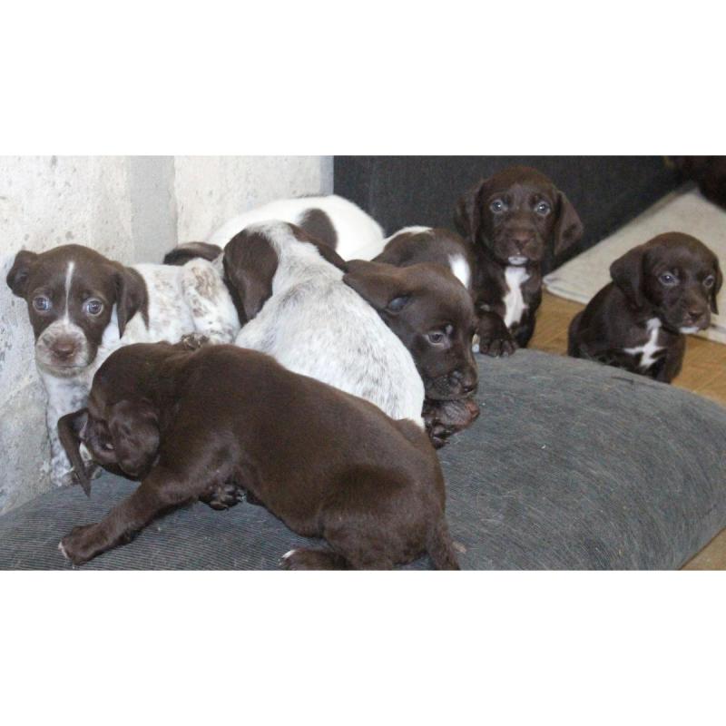 Cachorros BRETACOS / Simil Brac Dupuy / Madre: Braco Chocolate Padre: Breton Spaniels - 2