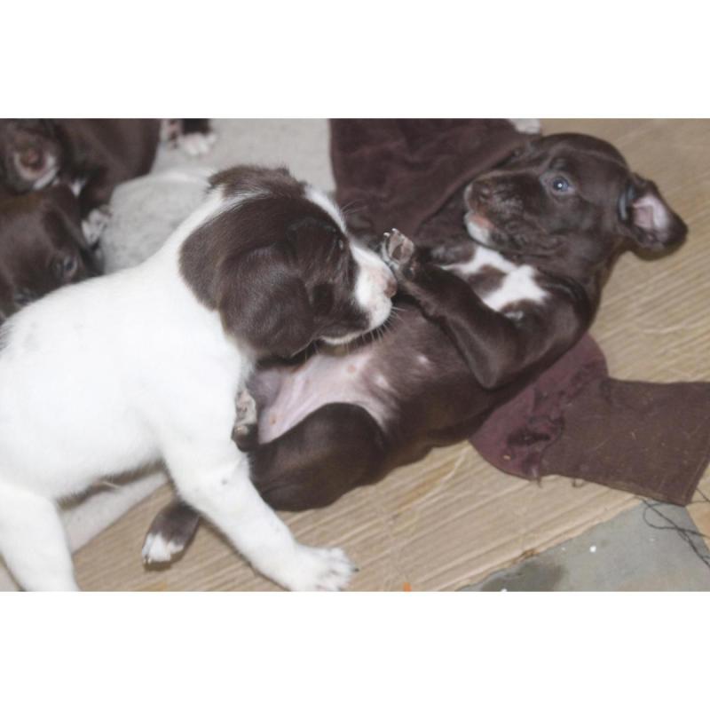 Cachorros BRETACOS / Simil Brac Dupuy / Madre: Braco Chocolate Padre: Breton Spaniels - 3