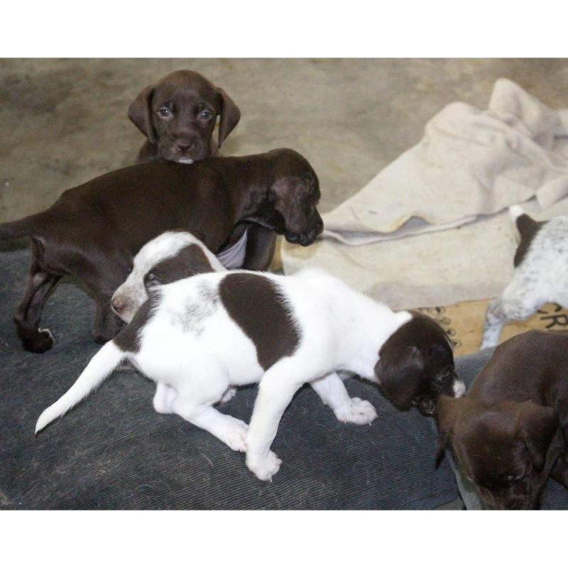 Cachorros BRETACOS / Simil Brac Dupuy / Madre: Braco Chocolate Padre: Breton Spaniels - 4