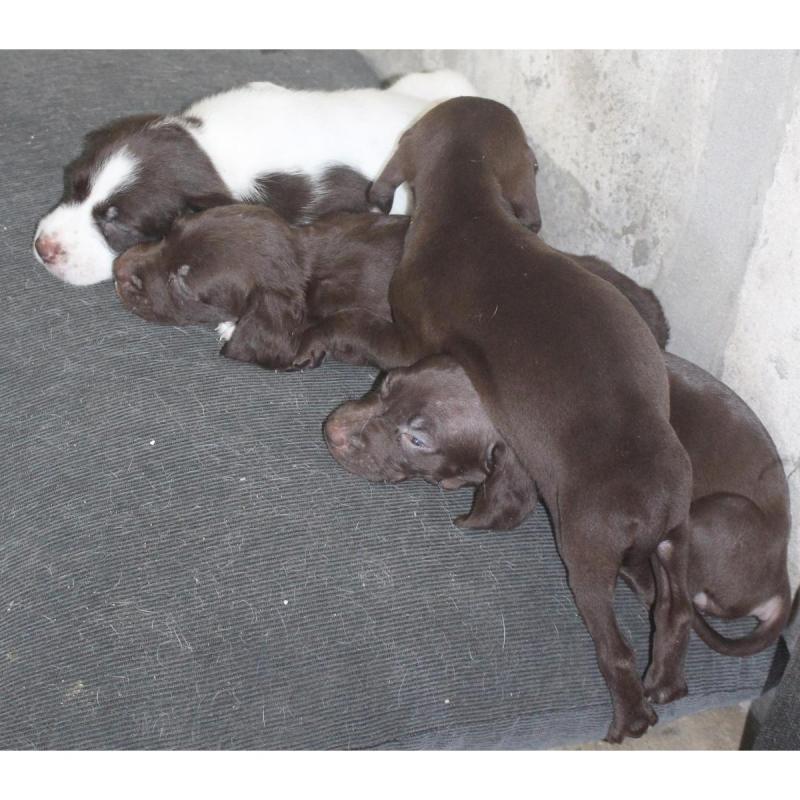 Cachorros BRETACOS / Simil Brac Dupuy / Madre: Braco Chocolate Padre: Breton Spaniels - 5