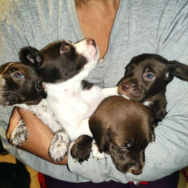 Cachorros BRETACOS / Simil Brac Dupuy / Madre: Braco Chocolate Padre: Breton Spaniels - 6