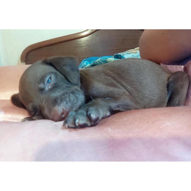 Cachorros BRETACOS / Simil Brac Dupuy / Madre: Braco Chocolate Padre: Breton Spaniels - 7