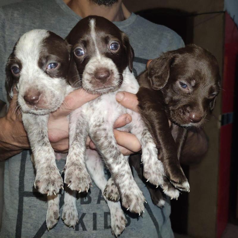 Cachorros BRETACOS / Simil Brac Dupuy / Madre: Braco Chocolate Padre: Breton Spaniels - 8