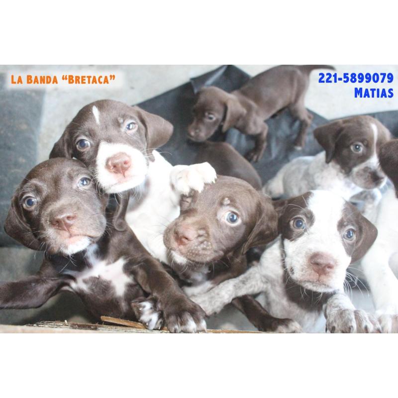 8 Hermosos Cachorros BRETACOS / Simil Brac Dupuy