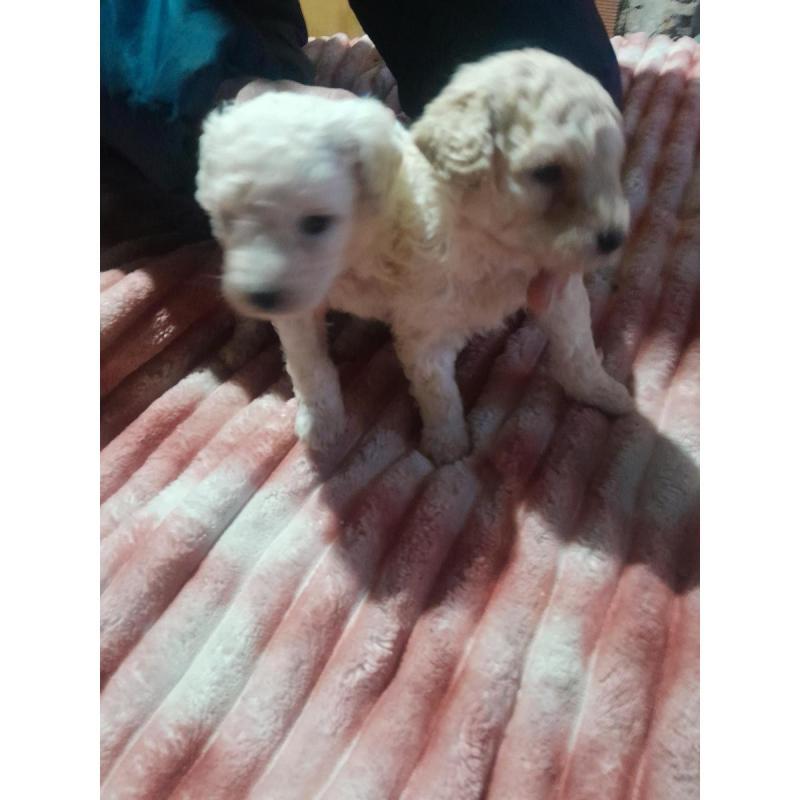 Caniches - 4